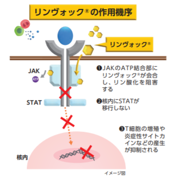 リンヴォックの作用機序
