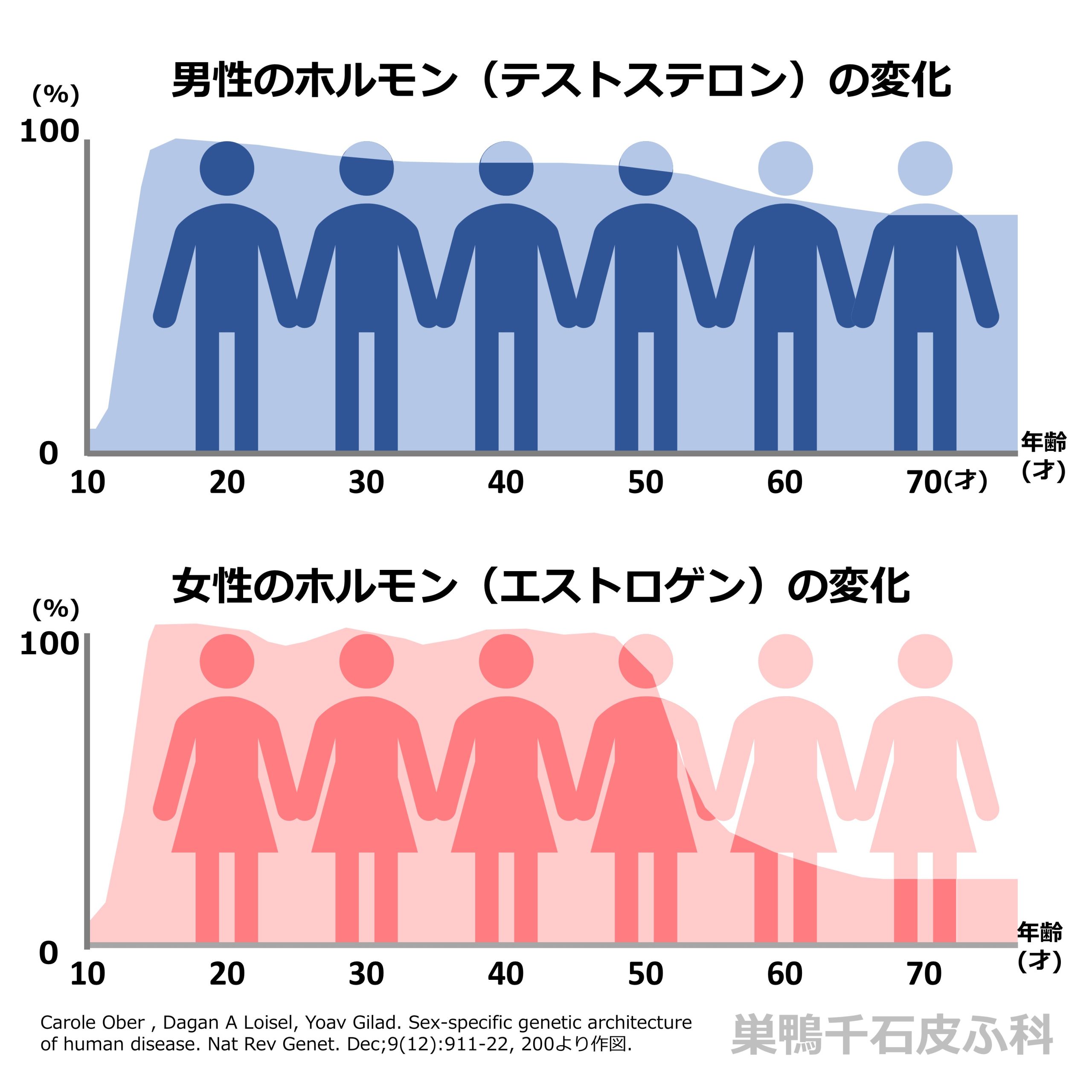 男女のエストロゲン・テストステロン年齢による変化